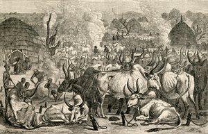 Un parco di bestiame Dinka, Sudan meridionale, Africa, da 